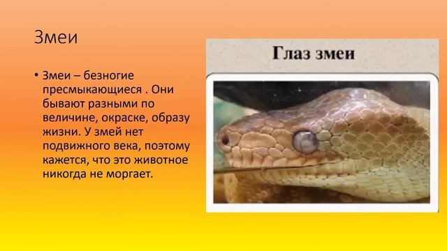 Пресмыкающиеся Змеи ящерицы крокодилы природоведение 6 кл смотреть онлайн