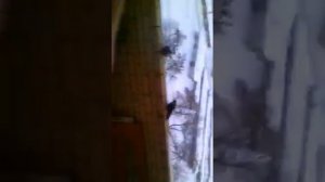 Голуби тупые