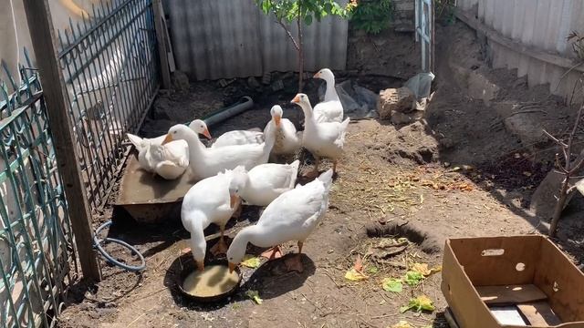 Гуси Датский Легарт ! 2 месяца - вес удивил !!! смотреть онлайн