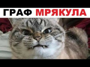 Лютые приколы. Котик - ВАМПИР