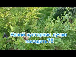 Какой плодоносящий кустарник лучше посадить себе на участок?!