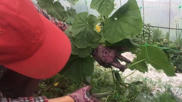 ? Уход за огурцами: пасынкование, подкорм, анализ. смотреть онлайн