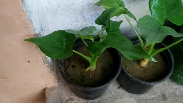 Alocasia cucullata plants by dividing/Division of Alocasia cucullata plants смотреть онлайн