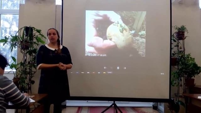 ? Проращивание картофеля перед посадкой. Как правильно проращивать картофель перед посадкой.