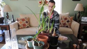 Amaryllis Update Feb 2013