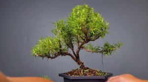 Creating a Rosemary Bonsai