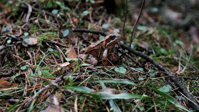 Лягушка. The frog. (test camera Canon EOS 7D) смотреть онлайн