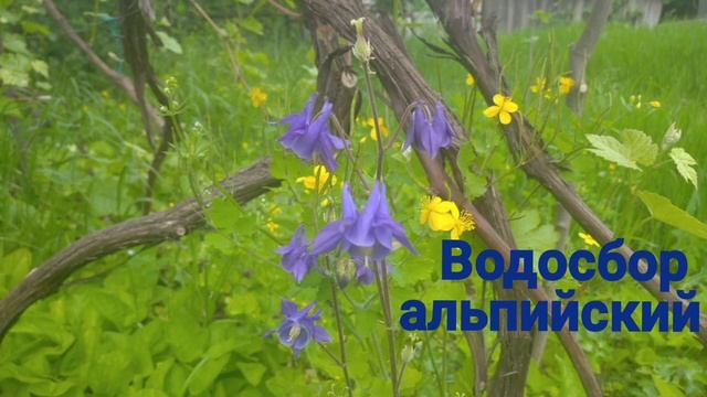 Самые красивые весенние цветы 2 часть смотреть онлайн