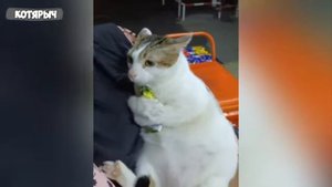 котик