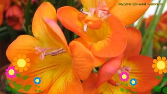 Фрезия махровая Орендж. Краткий обзор, описание характеристик freesia double Orange смотреть онлайн