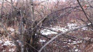 Маньчжурский Заяц. Сутара, район ключа Тяжелая.