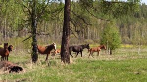 Кто такие маги на самом деле? Who are the natural magicians?