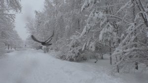 НАС ЗАНЕСЛО СНЕГОМ. ЭТО ПРОСТО СКАЗКА! IT'S A FAIRY TALE!.mp4