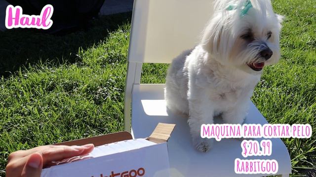 HAUL para PERROS Set 2020-Ene 2021 Coton de Tulear I Lorentix