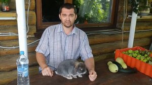 Декоративные вислоухие кролики: размеры, вес, габариты