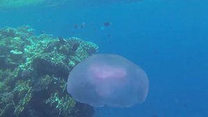 Экскурсия в  Рас Мохаммед на автобусе