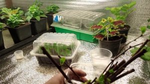 🤫Черенкование почкой.Актинидия