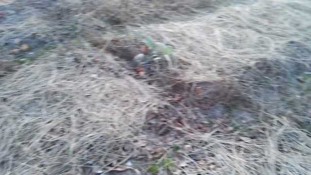 ВАЖНОСТЬ МУЛЬЧИ для улучшение СТРУКТУРЫ ПОЧВЫ. (Мульчирование почвы ОСЕНЬЮ) / PRO опыт смотреть онлайн