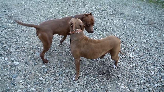 Питбуль Муса и Линда брачные игры. Знакомство питбулей. Брачные игры. смотреть онлайн