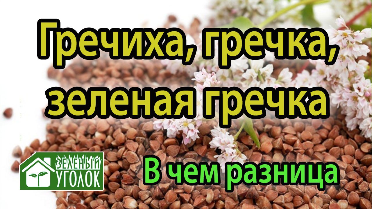 Гречиха, гречка или зеленая гречка