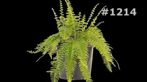 #1214. Цветы в горшках - очень красивые цветы