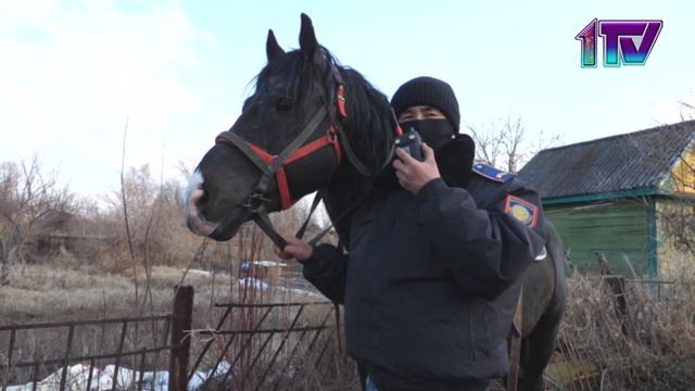 13,04,20, Конные полицейские начали патрулирование дач в Петропавловске смотреть онлайн
