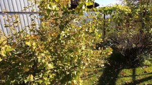 Прогулка по осеннему саду/обрезаем девичий виноград/поливаем туи