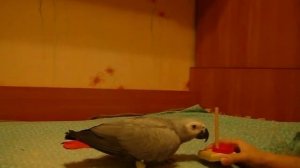 Дрессированный попугай жако Оскар