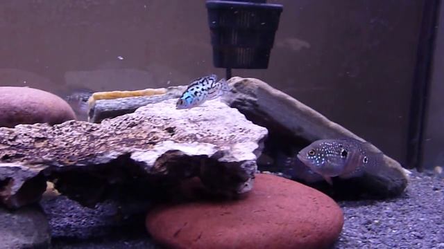 Electric Blue and Blue Gene Jack Dempsey Cichlid's P2 смотреть онлайн