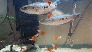 Глазчатый змееголов (Channa pleurophthalma)