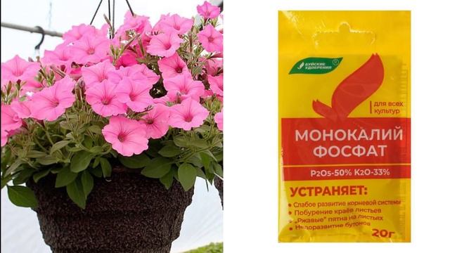 ПЕТУНИЯ в АВГУСТЕ: после такой обрезки и подкормки петунии будут обильно цвести до осени. смотреть онлайн