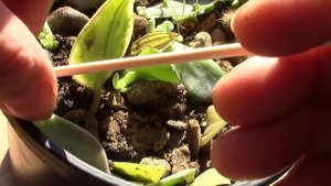 Эхеверия или каменная роза. Размножение листом.