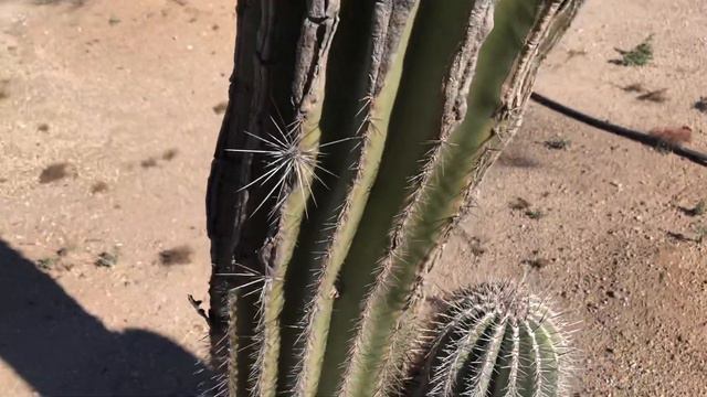 Entrance Way To Acacia Nursery (Marana, AZ) смотреть онлайн