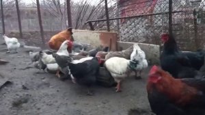 Чтобы куры несли яйца, важно не перекормить! Пророщенный ячмень. Куры любят разные вкусняшки