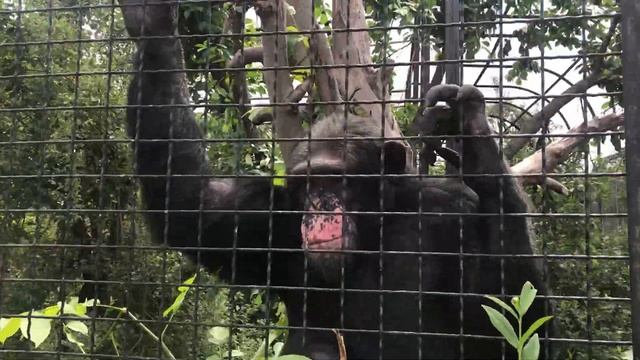 Шимпанзе Сеня рад гостям! Тайган. Chimpanzee in Taigan Zoo in Crimea