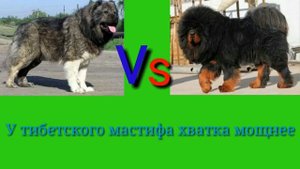 Битвы собачьих пород. Тибетский Мастиф против Кавказской Овчарки.