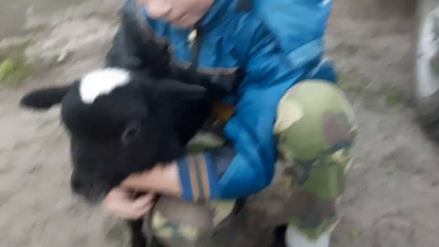 У овечки Гали пополнение!!! Барашек Борис. смотреть онлайн