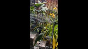 ПОПУГАЙ ПОЕТ песню SIA - Chandelier