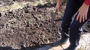 Посадка озимого чеснока. Когда сажать озимый чеснок.