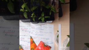 Перец "Оранжевый куб" .Рассада помидоры "сибирский гигант".