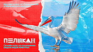 Пеликан. Онлайн-курс по сохранению редких видов животных