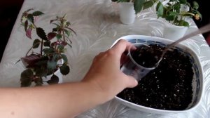 Укоренение черенка ахименеса в воде