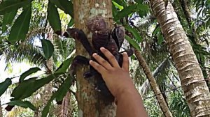 Tree Climbing Coconut Crab