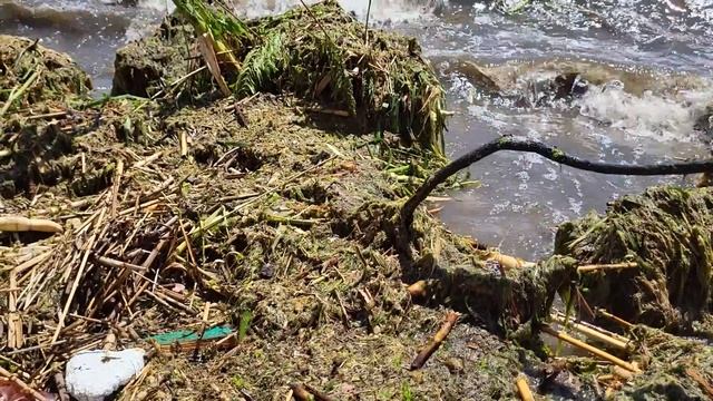 Экологи предупреждают о ХОЛЕРЕ!!! Черное море последствия после Каховской ГЭС 09.06.2023 смотреть онлайн