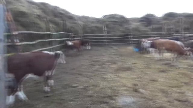 Отдам тёлку в хорошие руки, за 2кг конфет. смотреть онлайн