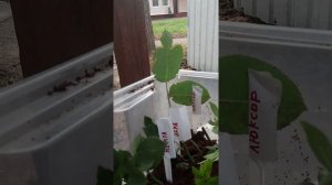 Черенкование роз и клематиса в кокосовом субстрате