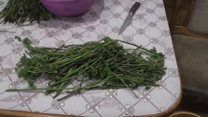 В лесу каждая травинка витаминка  Не проходите мимо.mp4