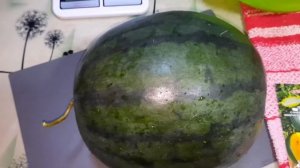 Дегустация арбуза Солнце Павлодара  F 1