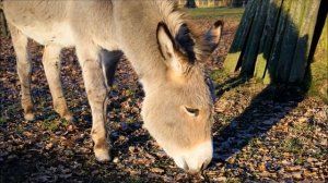 Звуки осла, голос осла, крик осла