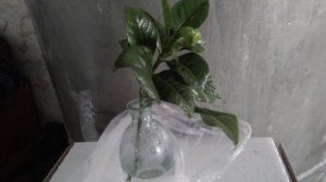 ГАРДЕНИЯ. Черенкование в воде. Нюансы.